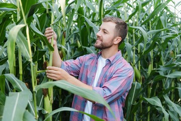 Agronomist holds tablet touch pad computer in the corn field and examining crops before harvesting. Agribusiness concept. Brazilian farm.