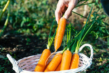 A farmer picking up carrots in the vegetable garden. A hand is putting a carrot in a cute basket....