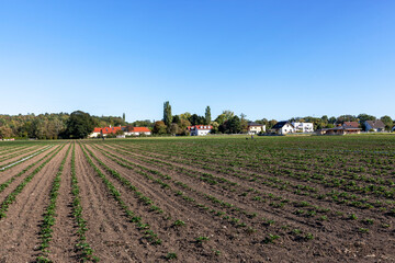 Field of corn