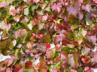 Rotes und grünes Weinlaub im Herbst