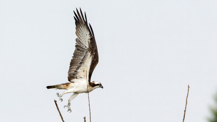 Osprey