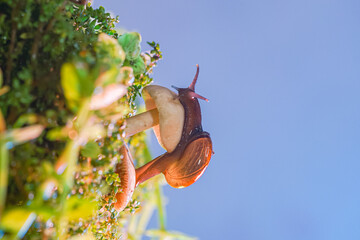 macro photo closeup of a snail. Snail burgundy on surface with moss and fungus. world like a snail