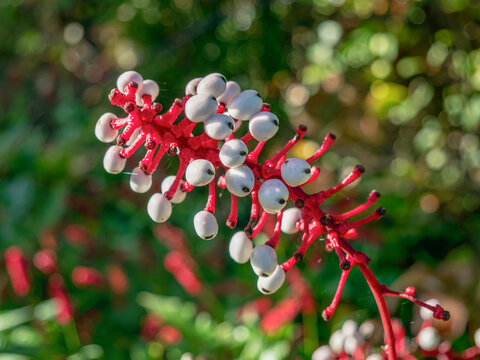 White baneberry berries and red stalks, Actaea pachypoda