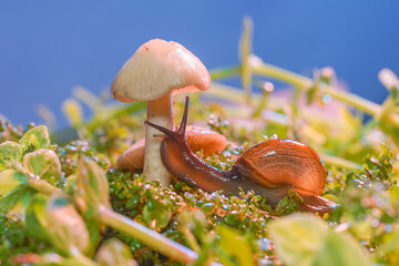 macro photo closeup of a snail. Snail burgundy on surface with moss and fungus. world like a snail