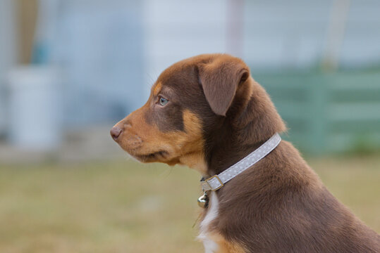 Kelpie Dog Cute Puppy