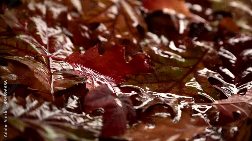 Wall mural wet red autumn leaves close up, after the rain, slow wiring