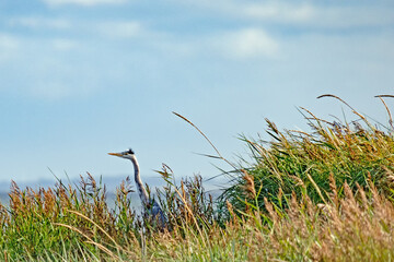 Graureiher, Ardea cinerea, zwischen Dünen am Limfjord in Dänemark