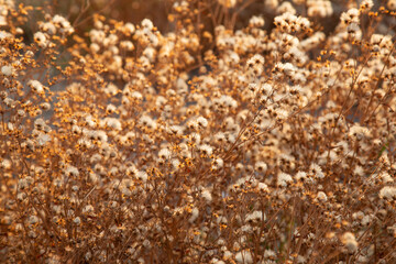 Fluffy dandelions on autumn field at sunset. orange horizontal landscape with beautiful inflorescences of white flowers. concept is autumn sadness.