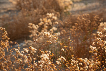 Fluffy dandelions on autumn field at sunset. orange horizontal landscape with beautiful inflorescences of white flowers. concept is autumn sadness.