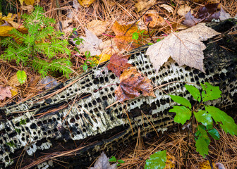 A birch log shows clear evidence of being worked over by woodpeckers before falling to the forest floor.  Vilas County, Wisconsin.