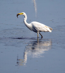 Egret