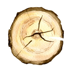 Watercolor Cross Section of Wood. Hand painted illustration of oak trunk structure for icon or button