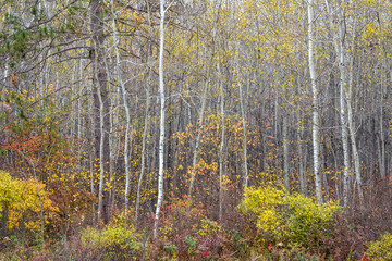 Autumn colors in the birch forests of northern Wisconsin, USA.