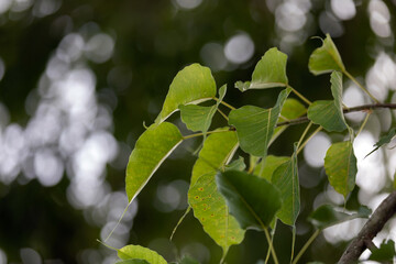 Bodhi leaves on bokeh background, bokeh blur, white bokeh background