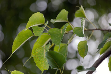 Bodhi leaves on bokeh background, bokeh blur, white bokeh background