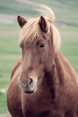 Obraz na płótnie Canvas Close up portrait of a beautiful brown icelandic horse, Iceland