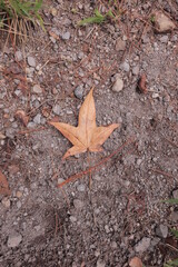 Tree leaves, natural textures.