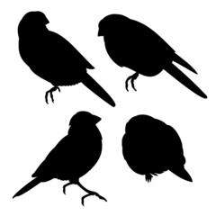 Bluebirds birds  small  thrush silhouette on a white background  set of four vintage vector illustration editable hand draw