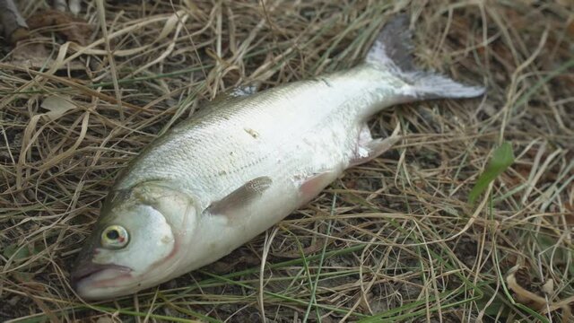 River fish predator asp caught on spinning lies on the grass. Aspius aspius