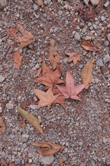 Tree leaves, natural textures.