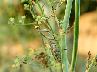 Giant African Mantis. Sphodromantis viridis 