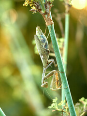 Giant African Mantis. Sphodromantis viridis 