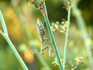 Giant African Mantis. Sphodromantis viridis 