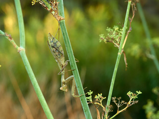 Giant African Mantis. Sphodromantis viridis 