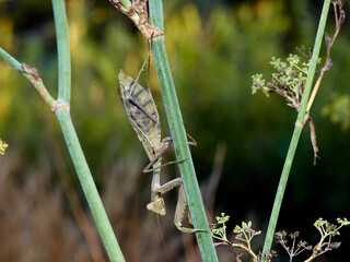 Giant African Mantis. Sphodromantis viridis 