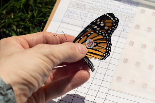 Walkerton, OntarioCanada – Sept.5, 2021
A reared butterfly is tagged by a citizen scientist on behalf of Monarch Watch in Ontario, Canada.