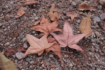 Tree leaves, natural textures.
