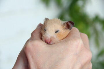 Syrian hamster sleeps in the palms of the owner