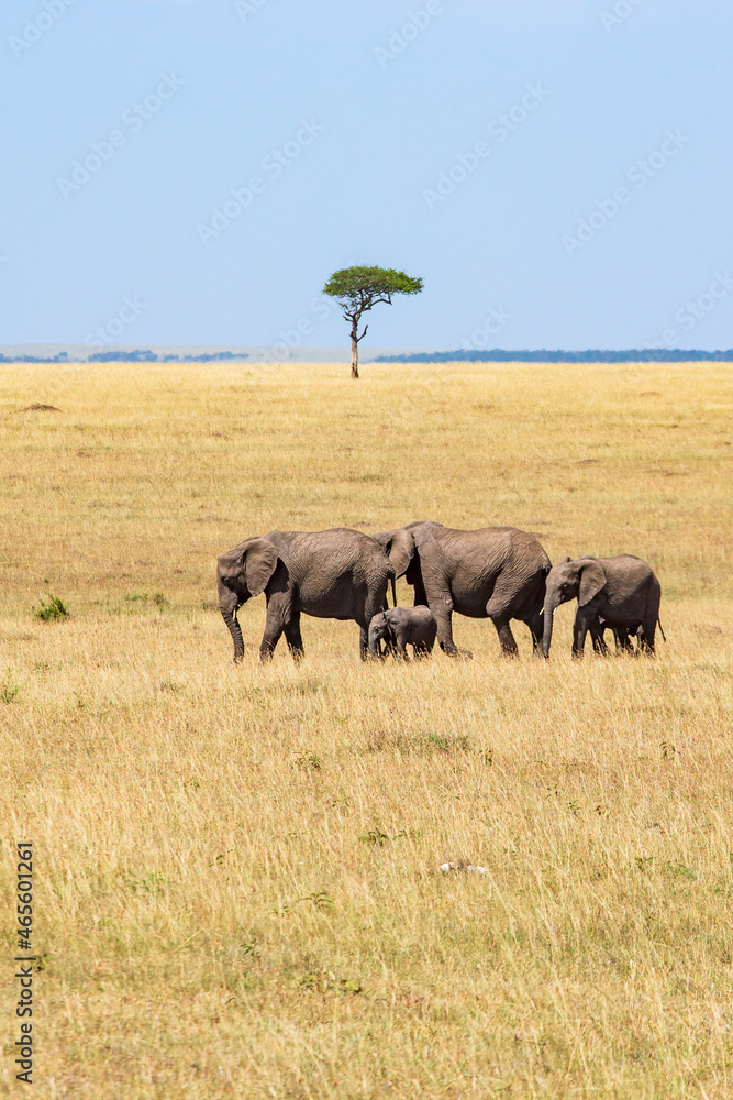 Canvas Prints Elephant family group walking on the savanna with a acacia tree