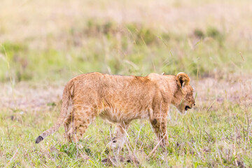 Young Lion Cub walking in the grass on savannah