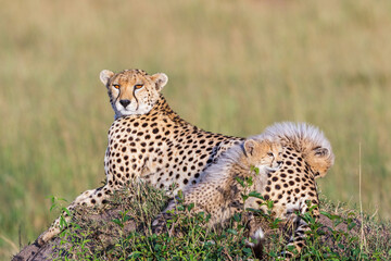 Resting Cheetah with cubs
