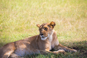 Fototapeta na wymiar Lion lying in the shade on the savannah in Africa