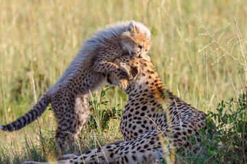 Patient cheetah mother with a playful cub