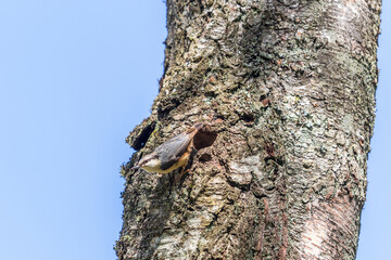 Nuthatch sitting at his nesting holes in a trunk