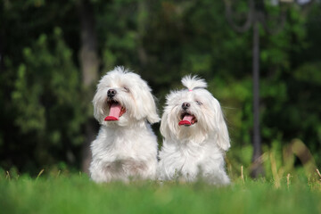 Two maltese dogs are sitting on the grass