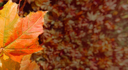 Colorful autumn leaves of maple tree with shallow focus. Fall blurred dark background.. Free space for text, holidays motive. Fall and Autumn Season Concept