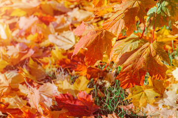 Colorful autumn leaves of maple tree with shallow focus. Fall blurred background.. Free space for text, holidays motive. Fall and Autumn Season Concept
