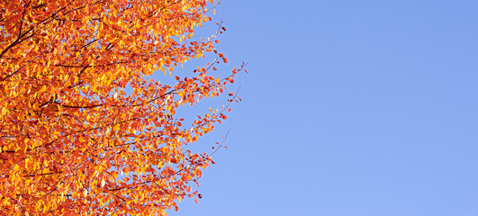 Bright yellow autumn leaves on a background of blue sky in fine Sunny weather. Beautiful autumn nature background.  Free space for text, holidays motive.