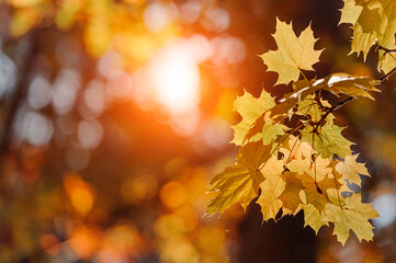 Autumn leaves of maple tree on blurred nature background. Shallow focus. Fall sun bokeh.