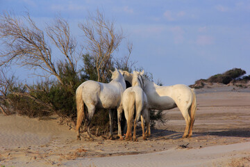 3 chevaux de Camargue