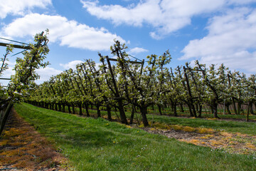 Farming in Netherlands, rows of blossoming pear trees on fruit orchards in Zeeland.