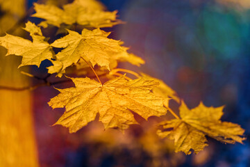 Maple yellow leaf autumn sunset tree. Blurred  blue background cold light. Space for text