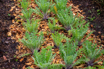 Botanical collection, Cnicus benedictus or holy thistle plant in early summer