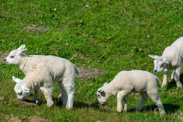 Lambs family with newborn ram graze on the green dams of the North Sea in Zeeland, Netherlands