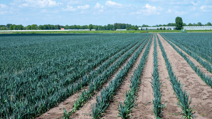 Farm fields with rows of growing green leek onion