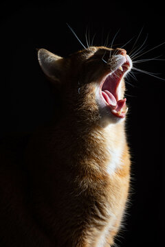 gato naranja con la boca abierta bostezando, con fondo negro y alto contraste